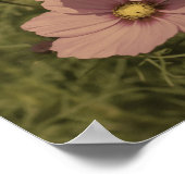 ピンクのコスモスの花の一部の色を熟成 ポスター (角)