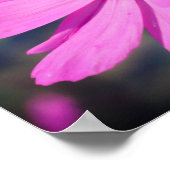 ピンクのコスモスの花を咲かせるハチミツ ポスター (角)