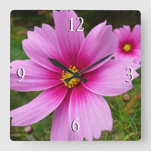 ピンクのコスモスの花ワイルドフラワー スクエア壁時計 (正面)