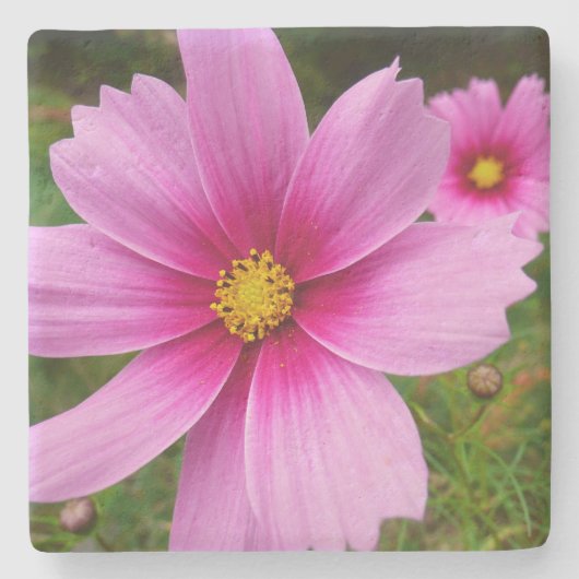 ピンクのコスモスの花ワイルドフラワー ストーンコースター (正面)
