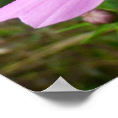 ピンクのコスモスの花ワイルドフラワー ポスター (角)