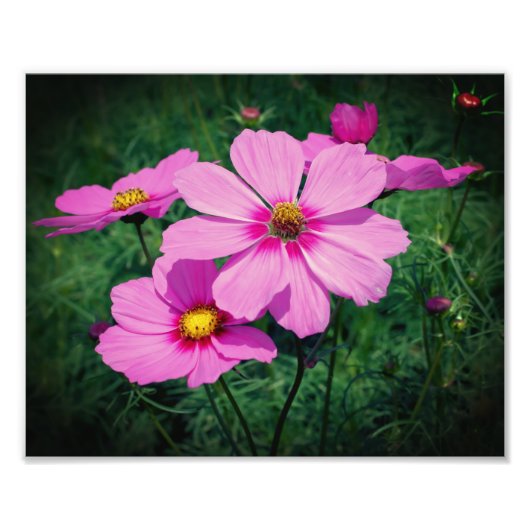 ピンクのコスモスの花8 x 10 フォトプリント            (正面)