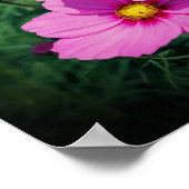 ピンクのコスモスの花 ポスター (角)