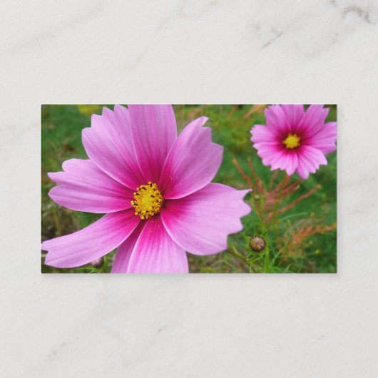 ピンクのコスモスの花 野の花 名刺 (裏面)