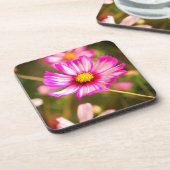 ピンクのコスモス、コテージガーデンロザリンド コースター (左側)