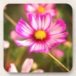 ピンクのコスモス、コテージガーデンロザリンド コースター