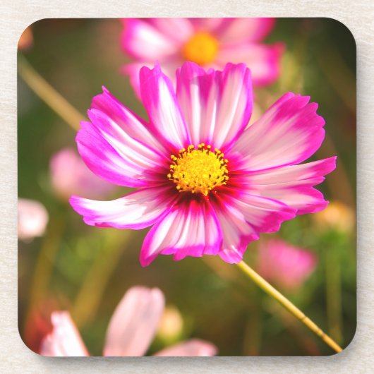ピンクのコスモス、コテージガーデンロザリンド コースター (正面)