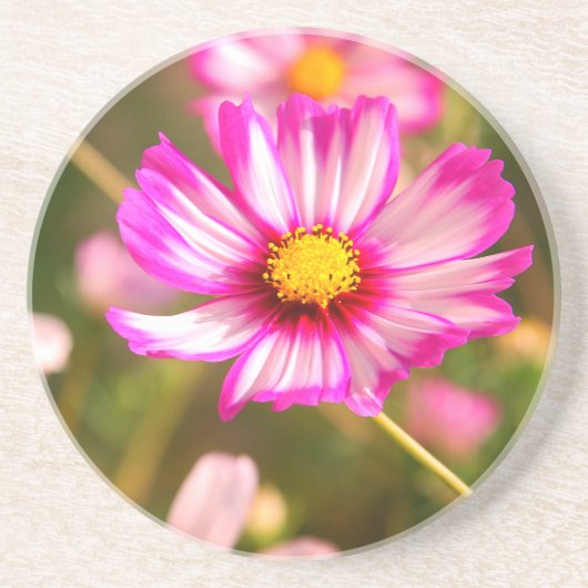 ピンクのコスモス、コテージガーデンロザリンド コースター (正面)