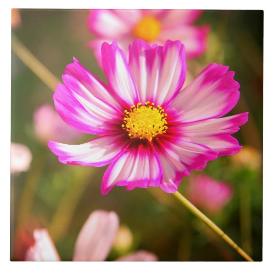 ピンクのコスモス、コテージガーデンロザリンド タイル (正面)