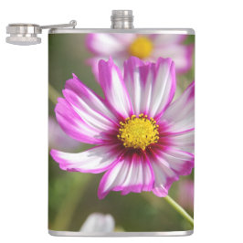 ピンクのコスモス、コテージガーデンロザリンド フラスク