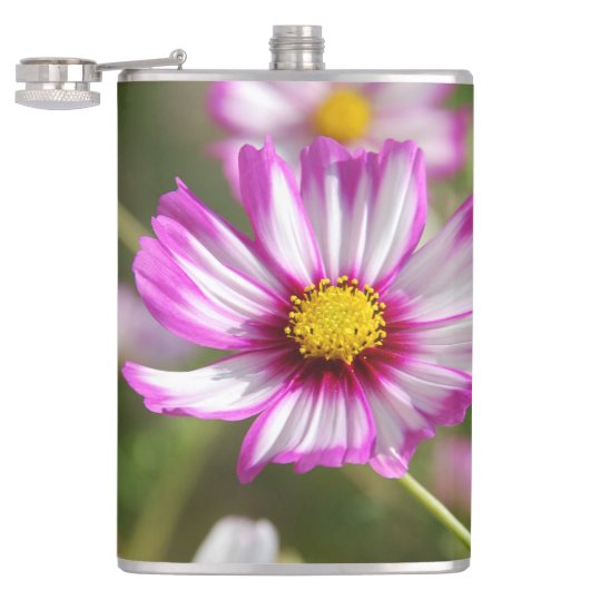 ピンクのコスモス、コテージガーデンロザリンド フラスク (オープン)