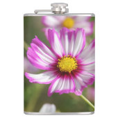 ピンクのコスモス、コテージガーデンロザリンド フラスク (正面)