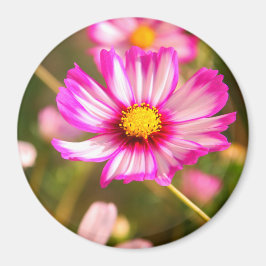 ピンクのコスモス、コテージガーデンロザリンド マグネット