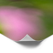 ピンクのコスモス ポスター (角)