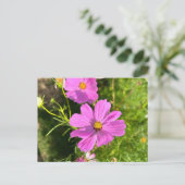 ピンクのコスモ花のポストカード ポストカード (スタンド正面)