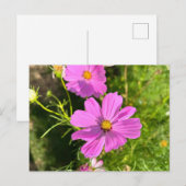 ピンクのコスモ花のポストカード ポストカード (正面/裏面)