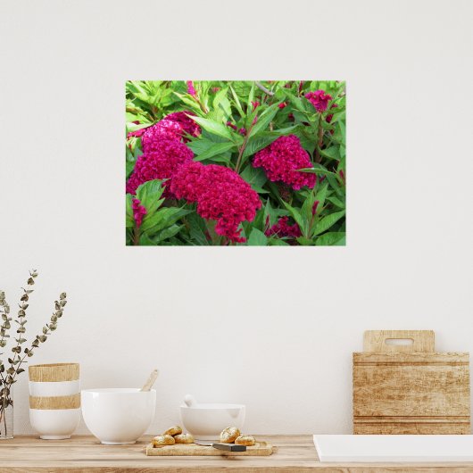 ピンクのコックスコムセロシアの花 ポスター (キッチン)