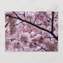 ピンクのサクラの花の屋根 ポストカード