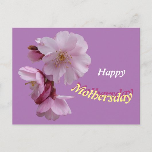 ピンクのサクラの花　ハッピーバースデー ポストカード (正面)