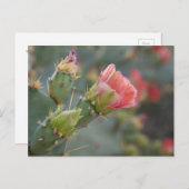 ピンクのサボテンの花が開花に始まる ポストカード (正面/裏面)