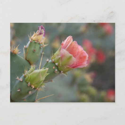 ピンクのサボテンの花が開花に始まる ポストカード (正面)