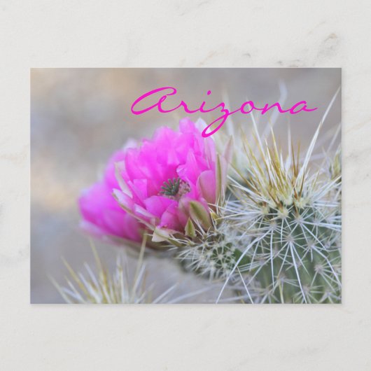 ピンクのサボテンの花、アリゾナ州 ポストカード (正面)