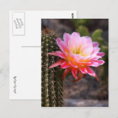 ピンクのサボテンの開花のCereus ポストカード (正面/裏面)