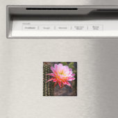 ピンクのサボテンの開花 マグネット (インサイチュ (食洗機))