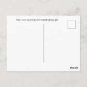 ピンクのサボテン開花（アリゾナ） ポストカード (裏面)