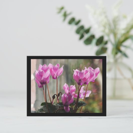 ピンクのシクラメン花はがき ポストカード (スタンド正面)
