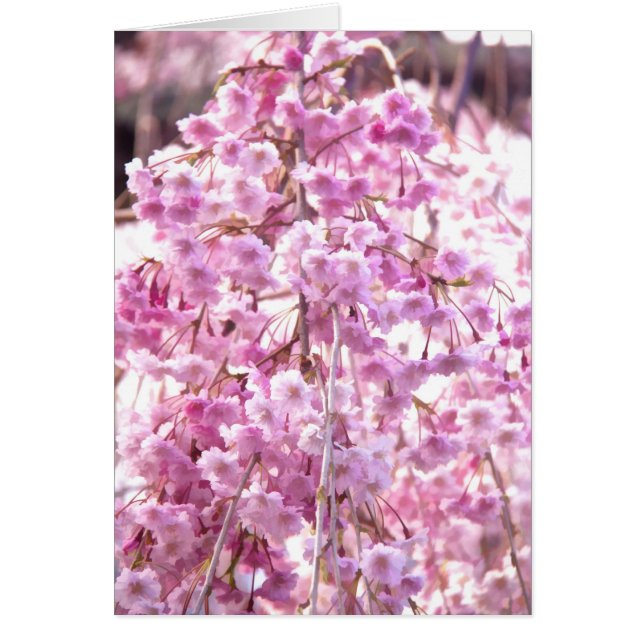 ピンクのシダレヤナギの花の木 (正面)