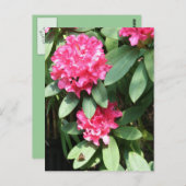 ピンクのシャクナゲと小さな蝶はがき ポストカード (正面/裏面)