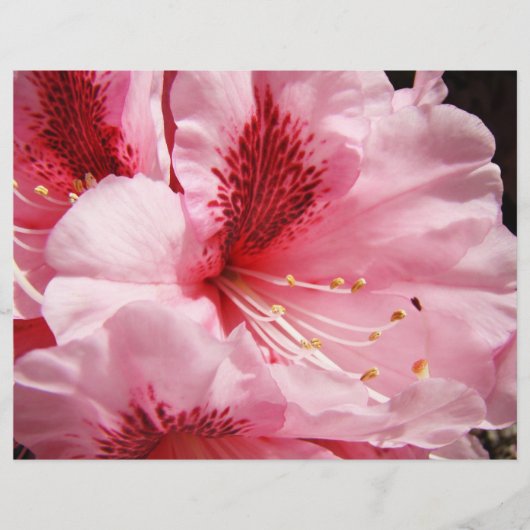 ピンクのシャクナゲの花 カスタムフライヤー 紙 チラシ (正面)