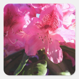 ピンクのシャクナゲの花 スクエアシール