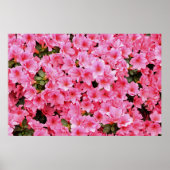ピンクのシャクナゲの花 ポスター (正面)