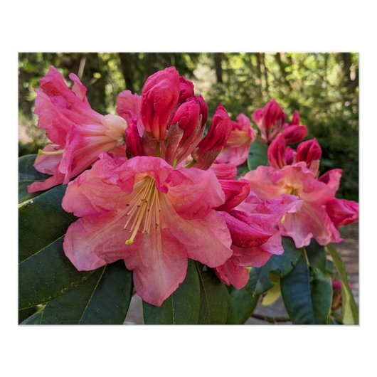 ピンクのシャクナゲの花 ポスター (正面)