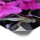 ピンクのシャクナゲの花 ポスター (角)