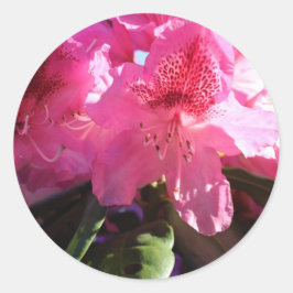ピンクのシャクナゲの花 ラウンドシール