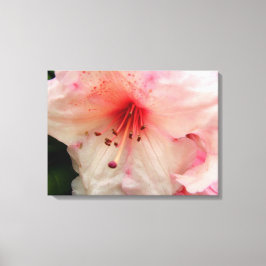 ピンクのシャクナゲ花 キャンバスプリント