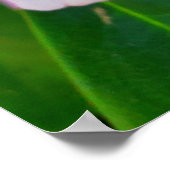 ピンクのシャクナゲ花 ポスター (角)