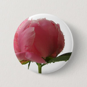 ピンクのシャクヤクの花 缶バッジ