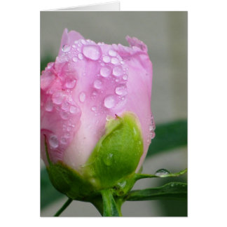 ピンクのシャクヤク