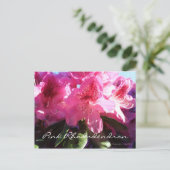 ピンクのシャコ ポストカード (スタンド正面)