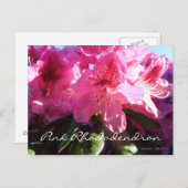 ピンクのシャコ ポストカード (正面/裏面)