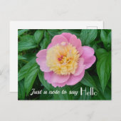ピンクのシャーベット 牡丹のハロー表現 ポストカード (正面/裏面)