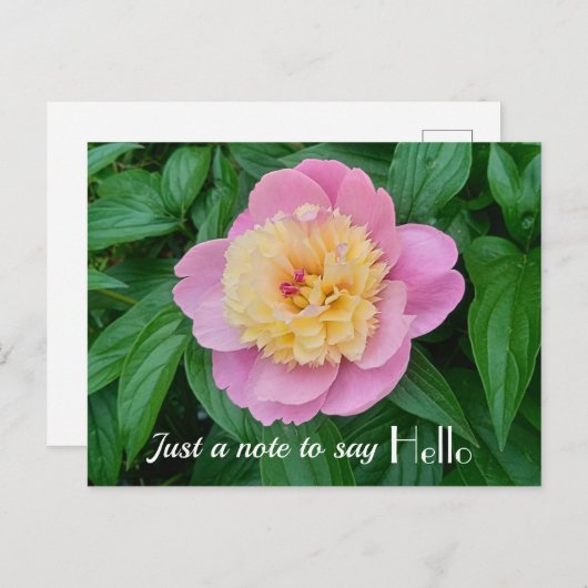 ピンクのシャーベット 牡丹のハロー表現 ポストカード (正面/裏面)