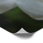 ピンクのジャスミンの花 ポスター (角)