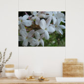 ピンクのジャスミンの花 ポスター (キッチン)