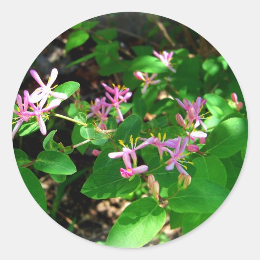 ピンクのスイカズラの庭の花 ラウンドシール (正面)