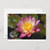 ピンクのスイレン写真 ポストカード (正面/裏面)